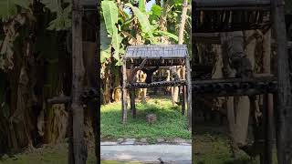 travel zoo hoolock gibbon festival One of the best attraction of guwahati zoo [upl. by Sosthenna]