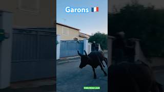 Bandido ➡️ Garons 🇫🇷280924 Manade LA VISTRENQUE aficionados [upl. by Kanal]