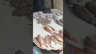 Live Fish Market of Kamothe Navi Mumbai [upl. by Sauncho859]