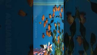 Platy Fish Available platy fish aquarium shorts ytshorts [upl. by Rosenblatt]