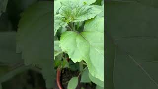 The sunflowers growing [upl. by Cathleen]