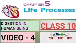 Digestion in human being class10 ncert srf  part 4  Life Processes [upl. by Leyameg]