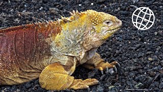 Santa Cruz Galapagos Ecuador Amazing Places 4K [upl. by Engapmahc]