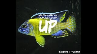 HELPING AFRICAN CICHLIDS COLOR UP  aquarium hints amp tips [upl. by Odnanreh]