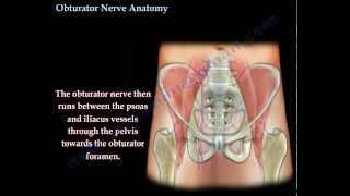 Obturator Nerve Anatomy  Everything You Need To Know  Dr Nabil Ebraheim [upl. by Poliard]