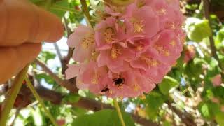 Dombéia ou astrapéia na salada Melífera ornamental Dombeya wallichii [upl. by Murtha]