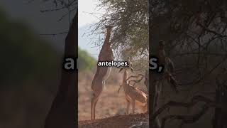 The Gerenuk an antelope with a giraffes neck gerenuk Africa animalfacts fascinatinganimals [upl. by Haidej]