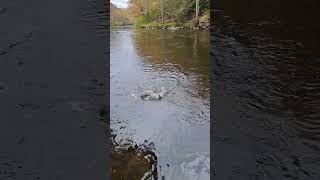 Lehigh River fall Brown Trout on the Pin minnow 👍 [upl. by Netsruk]