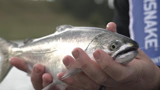 IFISH TV Lake Bullen Merri  Chinook Salmon Series 17 [upl. by Kcirdle856]