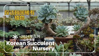 韩国另一间多肉植物温室选中几只花盆，老板不舍得卖 Some nice used pots from this nursery but the boss does not want to sell！ [upl. by Benedikta]