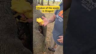 Chicken of the woods in a city park oregon foraging mushroom food [upl. by Apps]