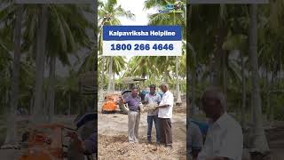 Mulcher machine avoids usage of chemical weedicides in coconut farm [upl. by Monah683]