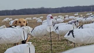 2024 Conservation Snow Goose Hunt [upl. by Mabel953]