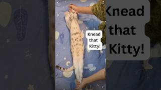 Knead the cat and stretch like dough [upl. by Valoniah575]