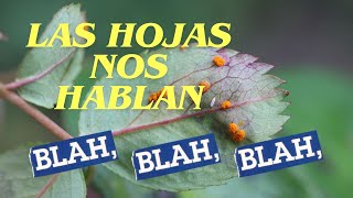 LAS HOJAS DE NUESTROS ÁRBOLES NOS HABLAN [upl. by Gagne893]