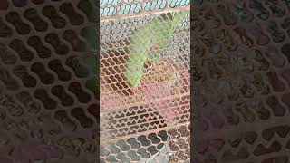 Adopt wild parrots parrot animalcreatives birds funnyanimlas funny parrotvideo animals [upl. by Barnaba]