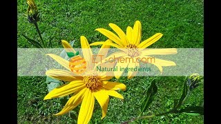 Inulin Helianthus tuberous LJerusalem artichoke powder Chicory Root Extractbenefits [upl. by Sikata]