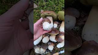 Finding Queen Bolete Mushrooms in the Pacific Northwest [upl. by Udela]