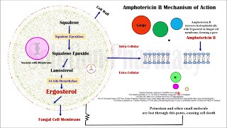 Topic 61 Antifungal Drugs  Amphotericin B  Mechanism of Action  MOA of Amphotericin B [upl. by Ena399]