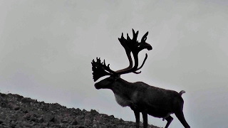 Mountain Caribou Hunt with Widrig Outfitters 2011 [upl. by Natsirt441]