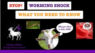 Worming Shock When Sheep and Goats Die From Worming Cause Prevention and Treatment [upl. by Ilrebma]