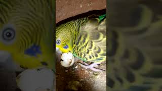 australian parrots breeding progress shorts [upl. by Einiar]