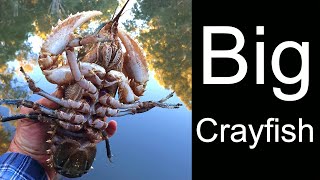 An afternoon crayfishing with Robbie Alexander including a few tips on how to catch crayfish [upl. by Aissak]