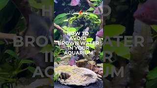 Avoiding Brown Water In Your Aquarium [upl. by Naved]