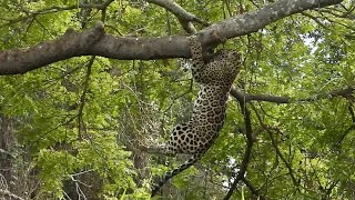 Young Jaguar Clumsily Falls Out of Tree [upl. by Ringler]