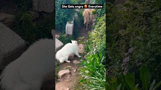 Angry Cat Sound to Scare the Dog shorts cat dog [upl. by Angelis]