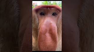 Rare Proboscis Monkey Caught on Camera  AMAZINGIAMVISION1963monkeysshorts [upl. by Claud]