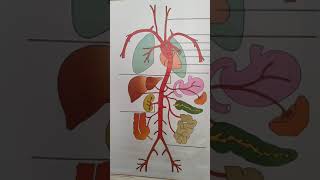 Unlabelled model Chart Part 1Identificationdiagram and labelZoology Practical [upl. by Kcolttam]