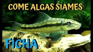 FICHA GYRINOCHEILUS AYMONIERICOME ALGAS SIAMES [upl. by Arama157]