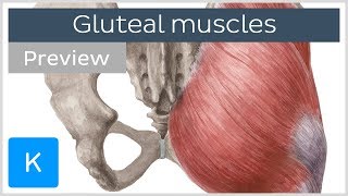 What are the Gluteal Muscles preview  Human Anatomy  Kenhub [upl. by Tod]