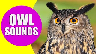 OWL Sounds  Different Types of Owls and Their Sounds [upl. by Anneirda]