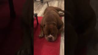 Il Risveglio di un RE 🤣 icerubacuori superstar americanbully vip pitbull [upl. by Anoval]