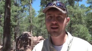 Bear sightings on the rise in Flagstaff [upl. by Iaras]