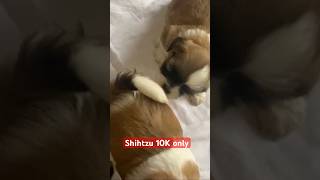 Shihtzu Puppies available for sale shihtzu shorts viralvideo trending dog [upl. by Esilehs]