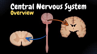 Overview of the CNS Pars Neurons Neuroglia White amp Grey Matter Development  Anatomy [upl. by Einhpets110]