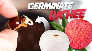 How To Grow Lychee Plant from Seed  Germinate Lychee Seed Successfully Every Time [upl. by Fernyak445]