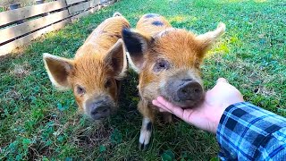 Kunekune Pig Series Episode 2 Our Four Breeders [upl. by Enid]