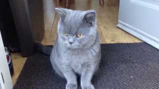 British Shorthair Kitten 6 months old [upl. by Akirehc]