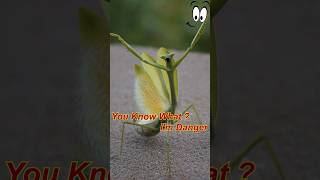 തൊഴു കൈയ്യൻ പ്രാണി Praying Mantises തല തിന്നുന്നു  Praying Mantises Eating Heads short facts [upl. by Munt360]