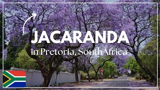 Jacaranda season in Pretoria🪻 [upl. by Aciamaj]