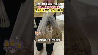 狗子越狱出笼狂吃10斤狗粮，到医院后医生怒取8斤萌宠 funny pets 狗狗 宠物生活 [upl. by Stav804]