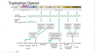 Unlocking the Tryptophan Code Regulation and Function of the Tryptophan Operon [upl. by Darken]