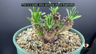 Euphorbia cv Cocklebur [upl. by Steele392]