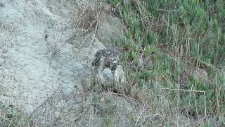 Hawk and its meal [upl. by Ettenel785]