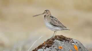 Bekassine  Common snipe  Hrossagaukur  Gallinago gallinago [upl. by Elacim590]