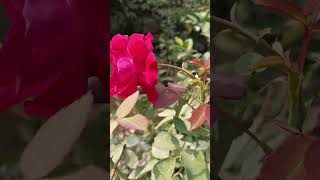 Rose 🌹 valley rose valley explore shortsfeed shortsviral shortvideo music song hindi love [upl. by Rogergcam]